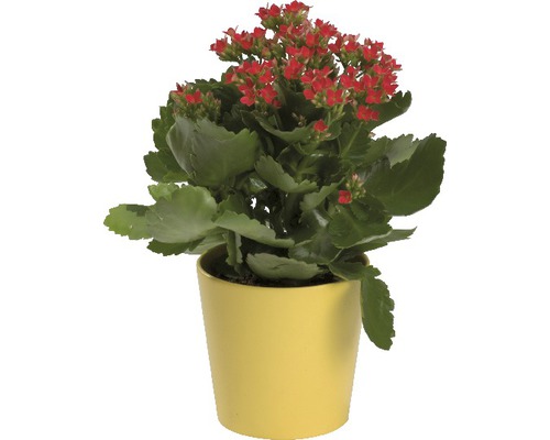 Höstglöd Kalanchoe Blossful Kalanchoe växt med röda blommor i en kruka