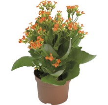 Kalanchoe i kruka
