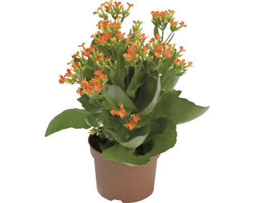 Kalanchoe i kruka