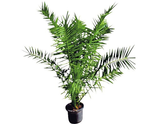 Krukväxt Araucaria i kruka