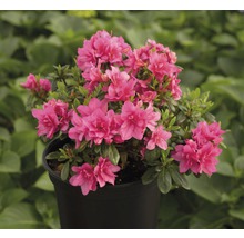 Azalea med rosa blommor i kruka