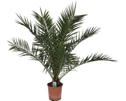 Dadelpalm i kruka