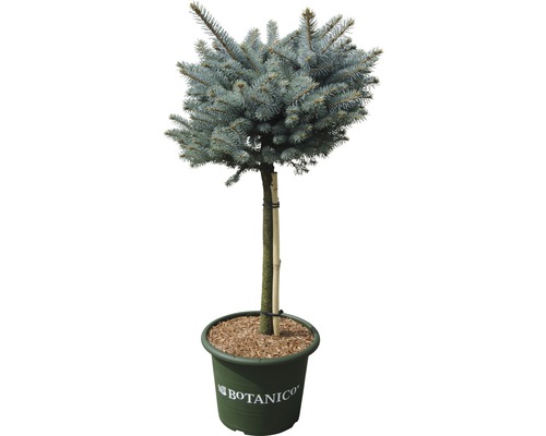 Blågran stammad BOTANICO Picea pungens 'Glauca Globosa' 40cm Co 10L
