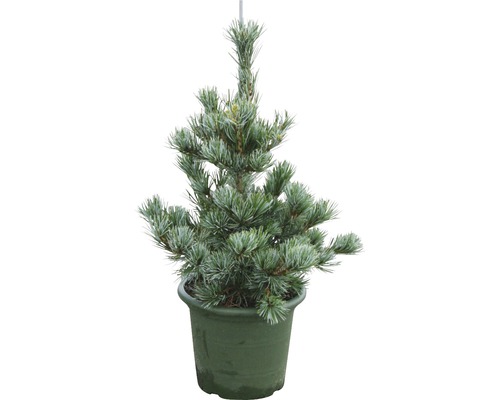 Silvertall BOTANICO Pinus parviflora 'Negishi' 25-50cm Co 3,7L