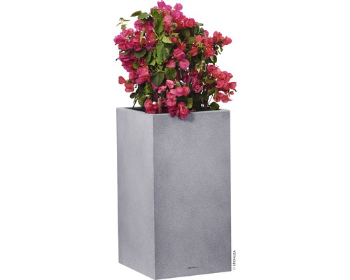 Bougainvillea växt i en grå planteringskärl