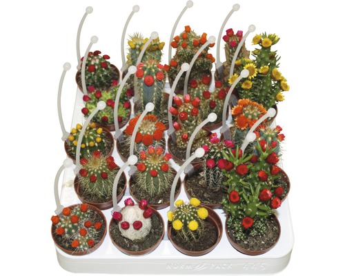 Kaktus FLORASELF 15-20cm Ø5,5cm sorterade sorter