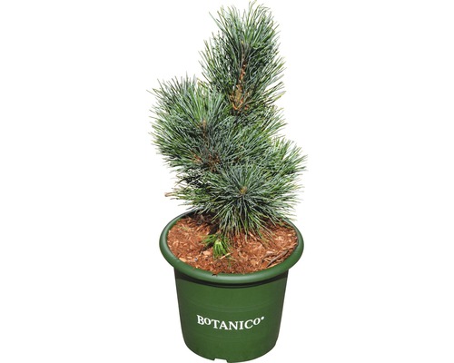 Cembratall FLORASELF Pinus cembra 'Glauca' 20-25cm Co 3,7L