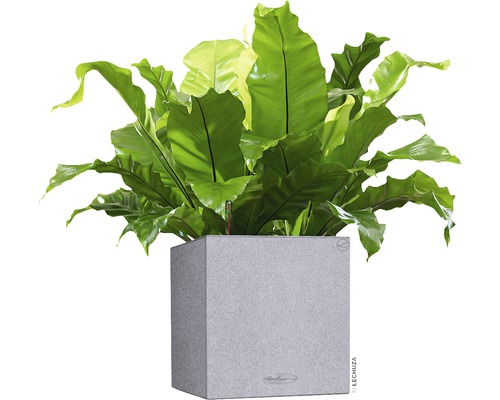 Fågelbobräken i en grå planteringslåda