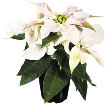 Minijulstjärna FLORASELF Euphorbia pulcherrima Princettia 12-15cm Ø6cm vit