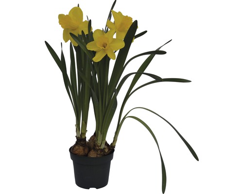 Trumpetnarciss påsklilja FLORASELF Narcissus pseudonarcissus Lucky Number Ø12cm