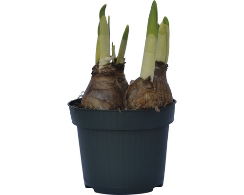 Blomsterlökar i en kruka