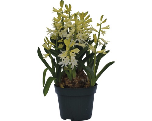 Hyacint FLORASELF Hyacinthus orientalis Ø12cm vit