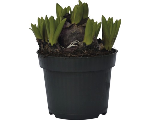 Hyacintlök i kruka med gröna skott