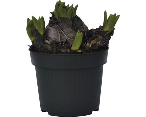 Hyacint i kruka med gröna skott