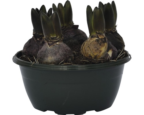 Hyacintlökar i en planteringskruka