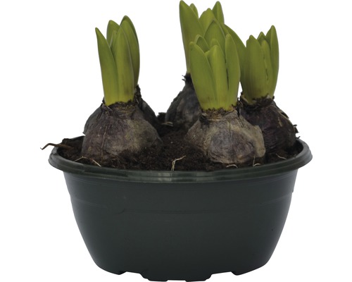 Hyacintlökar i kruka