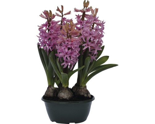 Hyacint FLORASELF Hyacinthus orientalis Pink Pearl Ø16cm