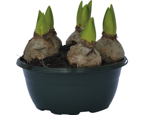 Blomsterlökar i en kruka