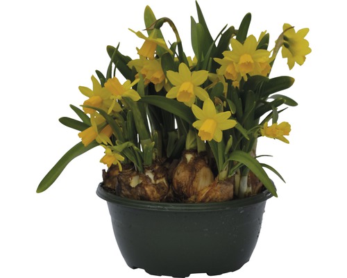 Trumpetnarciss påsklilja FLORASELF Narcissus pseudonarcissus Tete a Tete Ø16cm Påskliljor i kruka med lökar och gula blommor