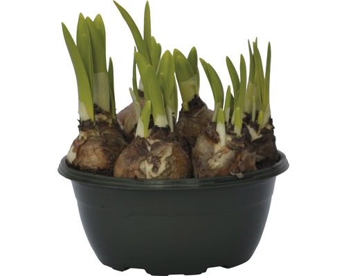 Narcisslökar i en kruka