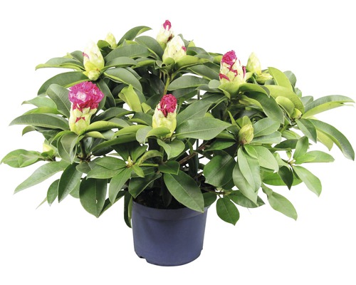 Rhododendron i kruka med blomknoppar