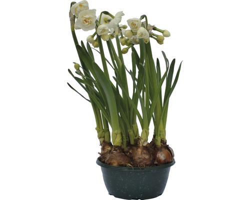 Trumpetnarciss påsklilja FLORASELF Narcissus pseudonarcissus Bridal Crown Ø16cm Narcisser i en kruka