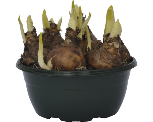 Narcisslökar i en planteringslåda