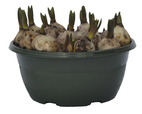 Blomsterlökar i en planteringslåda