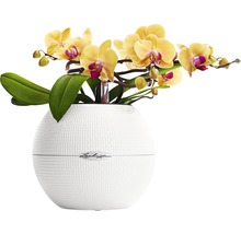 Gul orkidé i vit Lechuza blomkruka