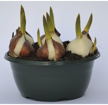 Tulpan FLORASELF Tulipa x Hybride Movie Star Ø16cm