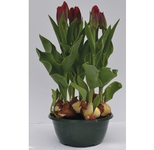 Tulpan FLORASELF Tulipa x Hybride Movie Star Ø16cm