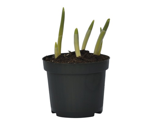 Blomsterlök i en kruka