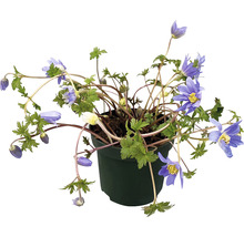 Fylld anemon i en kruka