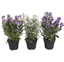 Tre astrar i krukor med violetta och vita blommor