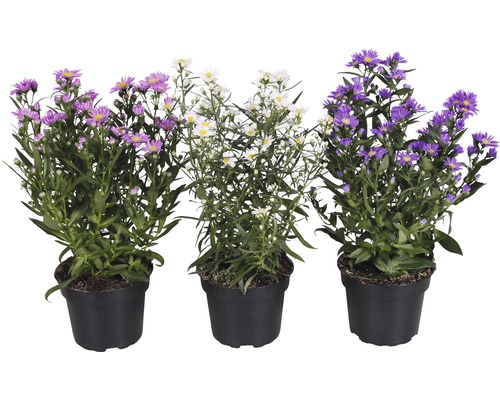 Tre astrar i krukor med violetta och vita blommor