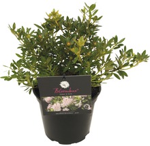 Rhododendron i kruka