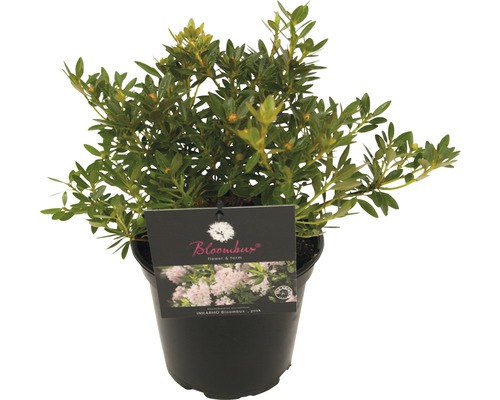 Rhododendron i kruka