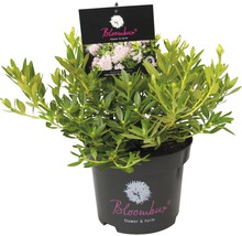 Kruka med Inkarho blomsterlökar