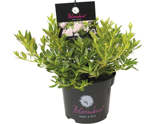 Kruka med Inkarho blomsterlökar