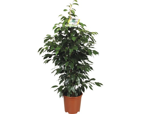 Benjaminfikus FLORASELF Ficus benjamina Danielle 110cm Ø21cm