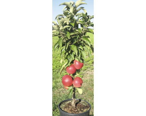 Äppelträd i kruka med äpplen