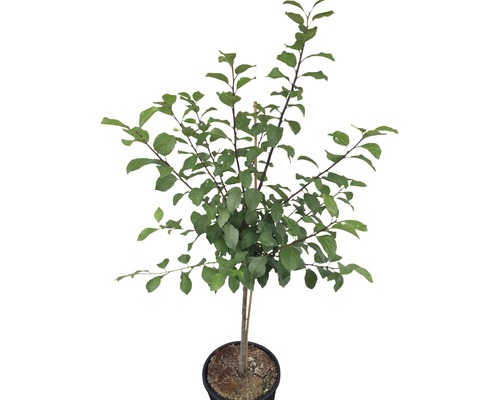 Plommonträd i kruka med gröna blad