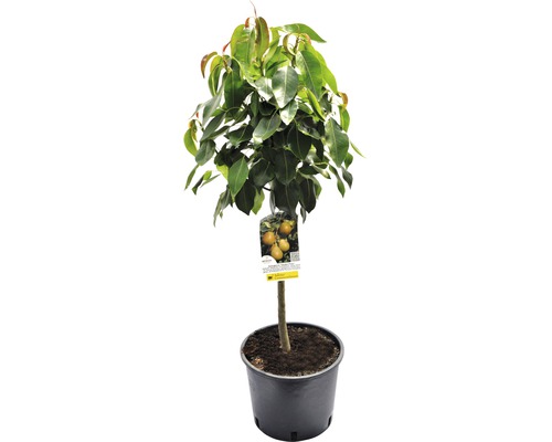 Dvärgpäron FLORASELF Bio Pyrus communis 'Delsanne' stamhöjd 40cm totalhöjd ca 60-80cm Co 7,5L