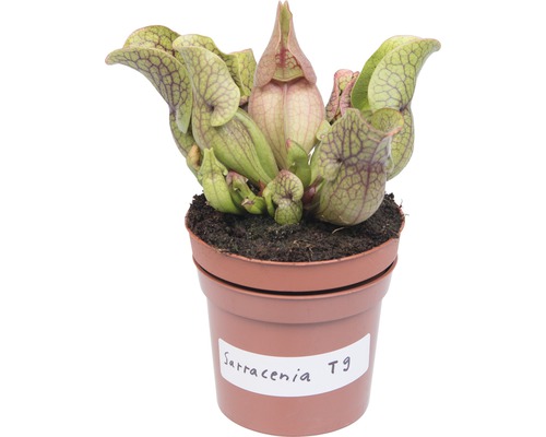 Köttätande Sarracenia växt i kruka
