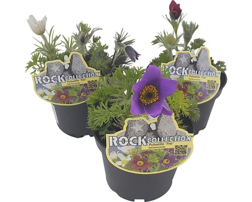 Backsippa Trio ROCKCollection FLORASELF Pulsatilla-Cultivars 10-20cm Ø13cm 3 olika färger