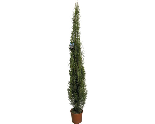 Äkta cypress Pyramidalis FLORASELF Cupressus sempervierens Pyramidalis 130-150cm co 5L