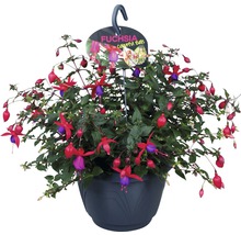 Hängande fuchsia med röda och lila blommor