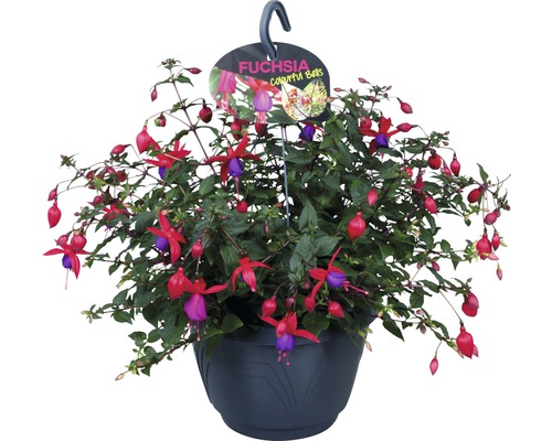 Fuchsia ampel FLORASELF Fuchsia-Cultivars Ø21cm tillfälligt sortiment