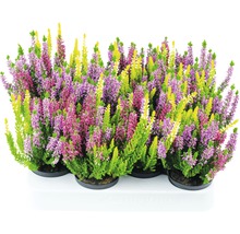 Calluna vulgaris ljungväxter i kruka