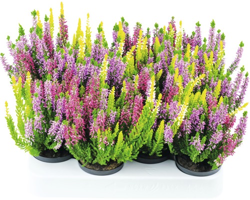 Ljung trefärgad FLORASELF Calluna vulgaris 'Beauty Ladies' Starline Trio Ø9,5cm olika sorter och färger Ljung trefärgad FLORASELF Calluna vulgaris 'Beauty Ladies' Starline Trio Ø9,5cm olika sorter och färger
